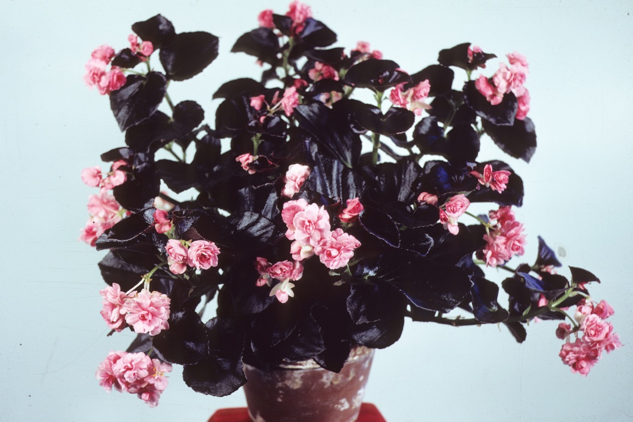 B. ‘Lady Francis’